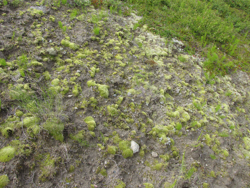 Racomitrium canescens subsp. canescens